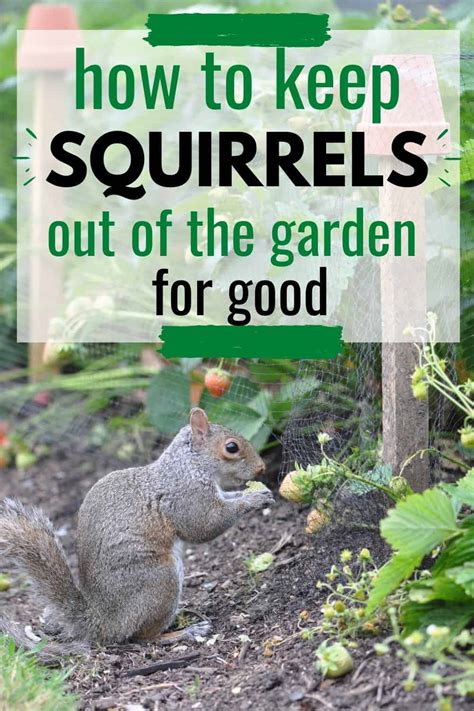 Squirrels and Winter Survival: How they Adapt to Harsh Weather Conditions
